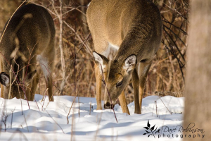 Image courtesy of Dave Robinson, Port Dalhousie, Ontario 